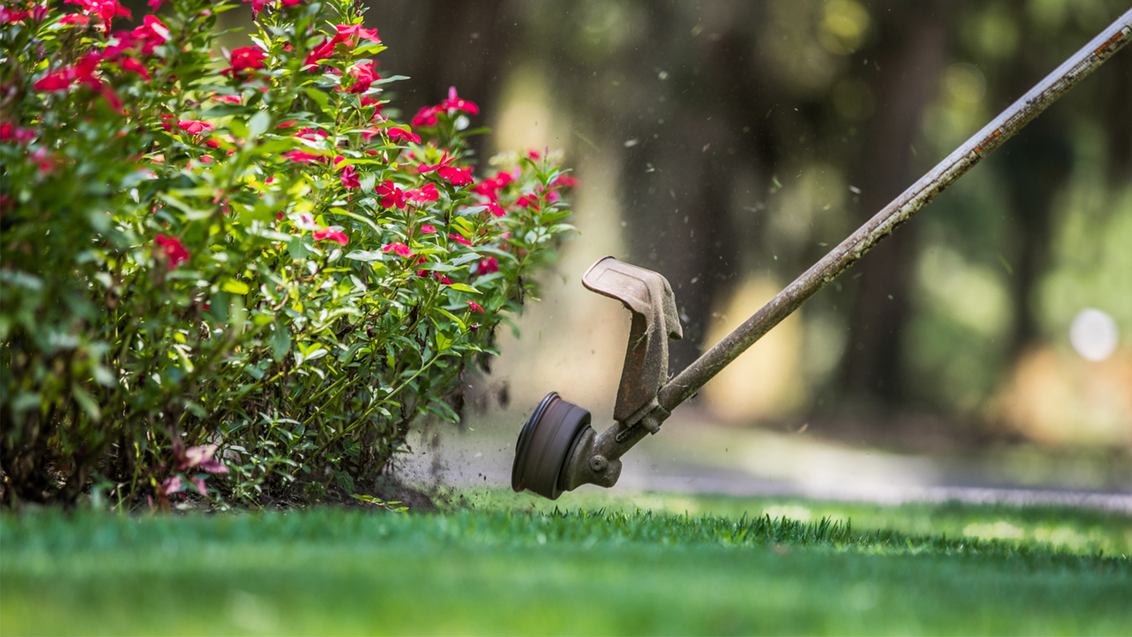 Lawn Maintenance Services in South Carolina 5